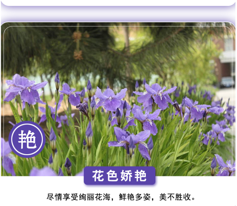 蓝花鸢尾种子蝴蝶兰种子多年生宿根耐湿耐荫湿地绿化公园庭院