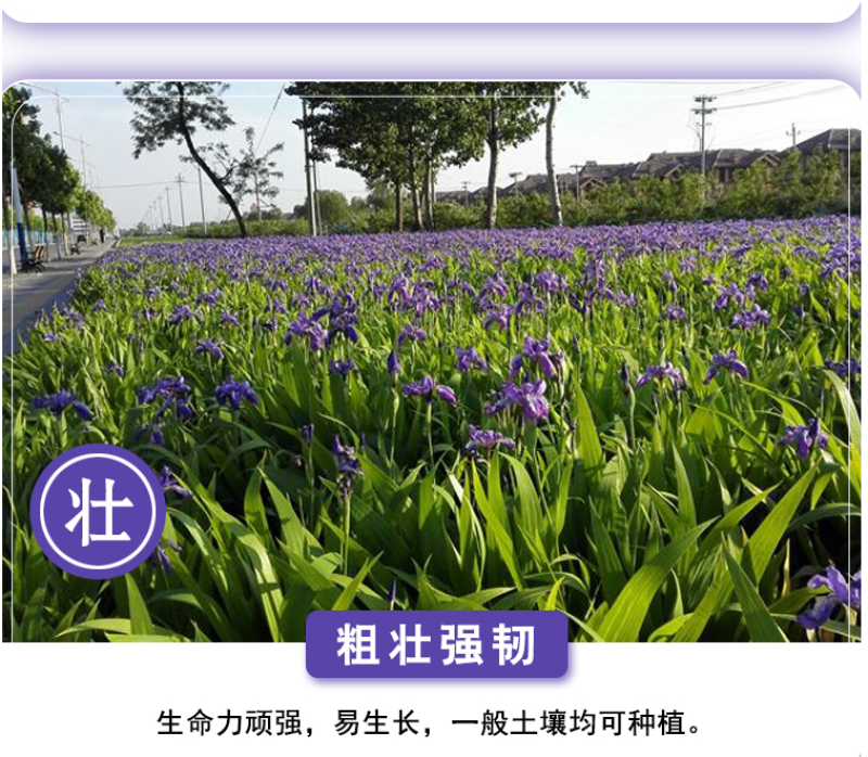蓝花鸢尾种子蝴蝶兰种子多年生宿根耐湿耐荫湿地绿化公园庭院