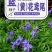 蓝花鸢尾种子蝴蝶兰种子多年生宿根耐湿耐荫湿地绿化公园庭院