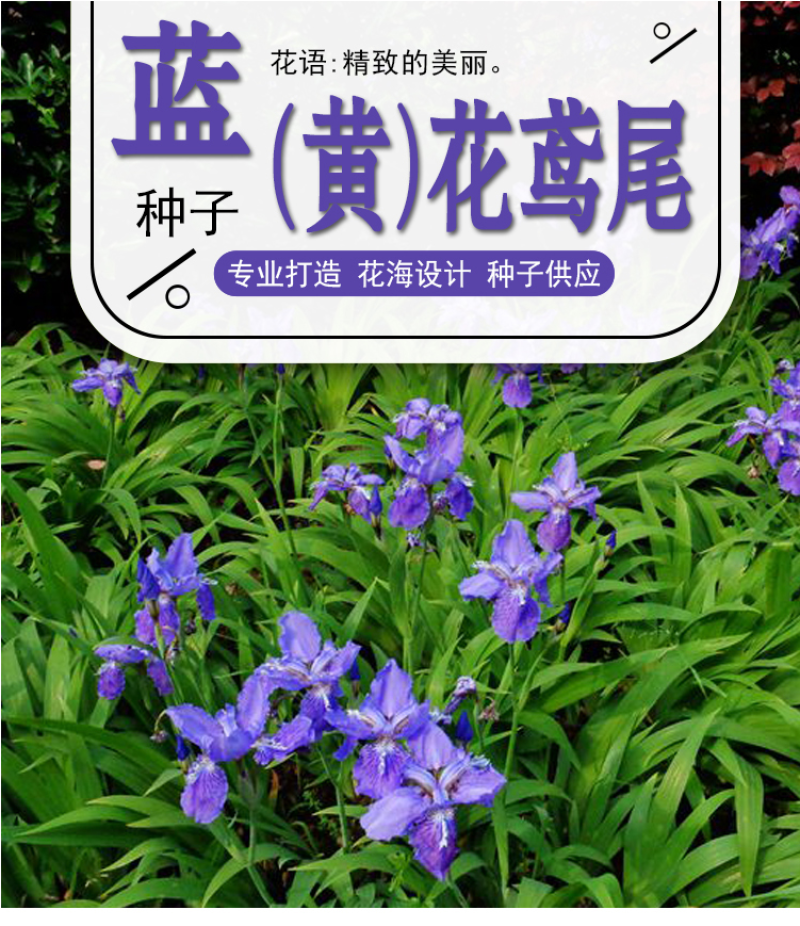 蓝花鸢尾种子蝴蝶兰种子多年生宿根耐湿耐荫湿地绿化公园庭院