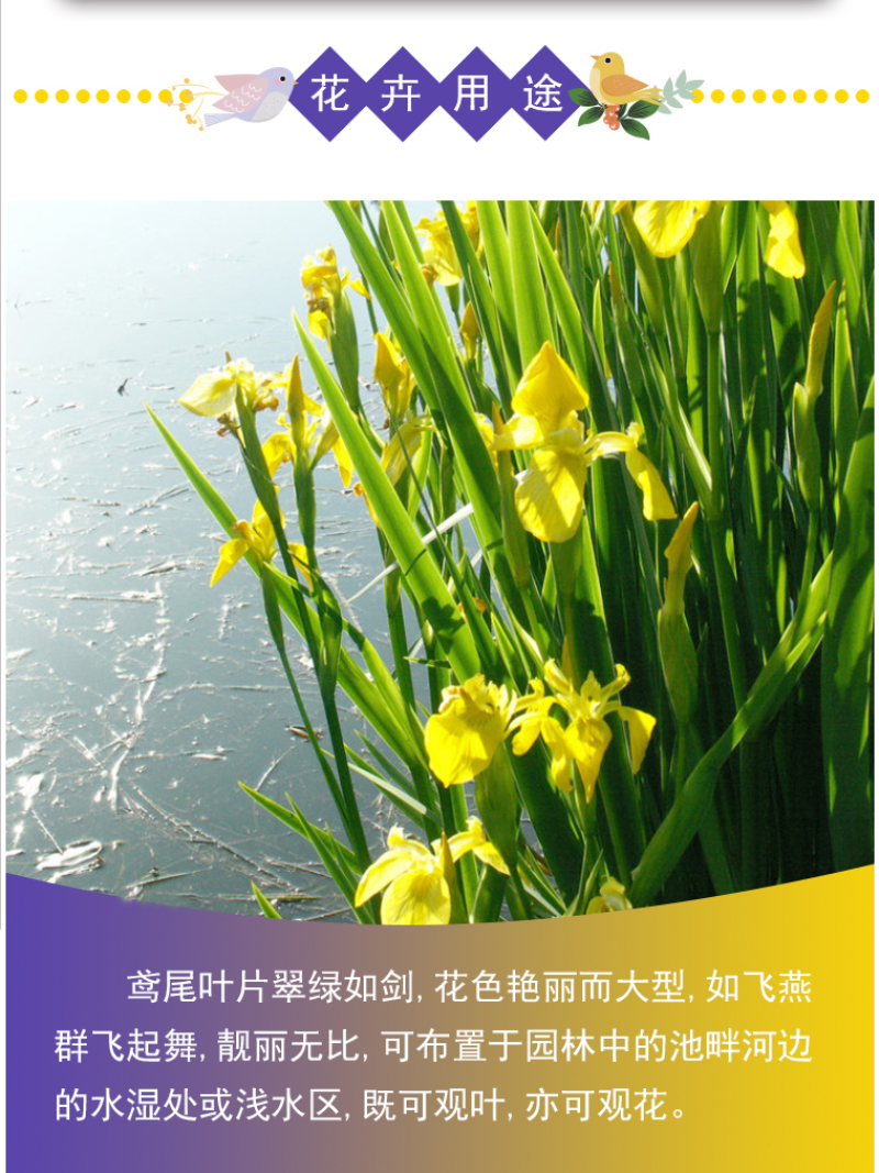 蓝花鸢尾种子蝴蝶兰种子多年生宿根耐湿耐荫湿地绿化公园庭院