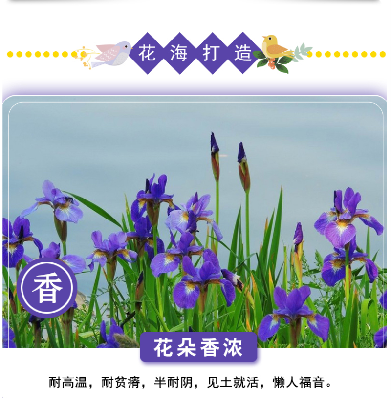 蓝花鸢尾种子蝴蝶兰种子多年生宿根耐湿耐荫湿地绿化公园庭院