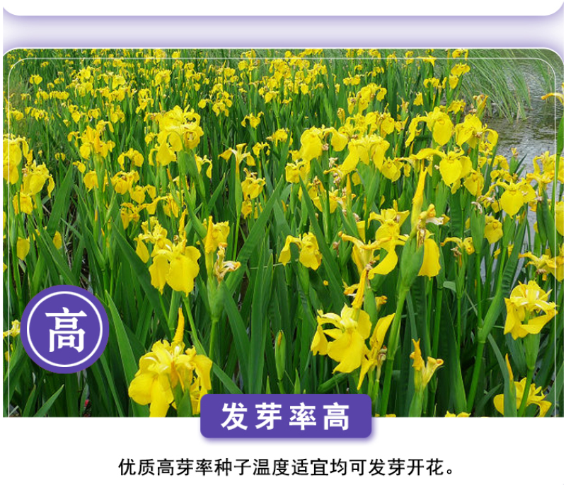 蓝花鸢尾种子蝴蝶兰种子多年生宿根耐湿耐荫湿地绿化公园庭院