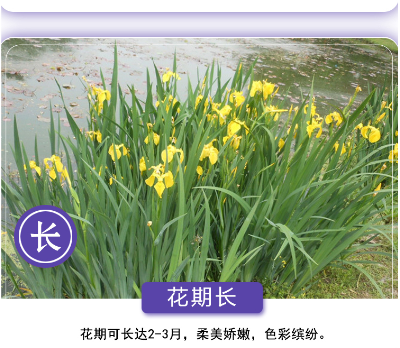 蓝花鸢尾种子蝴蝶兰种子多年生宿根耐湿耐荫湿地绿化公园庭院