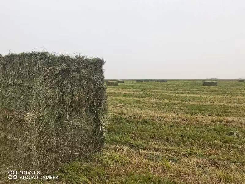 苔草牛羊饲料草天然苔草高蛋白高营养草欢迎联系