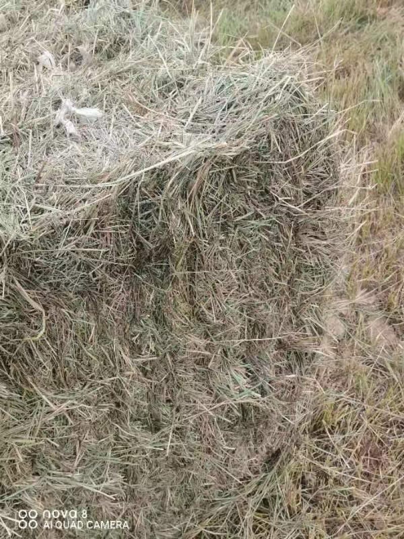 苔草牛羊饲料草天然苔草高蛋白高营养草欢迎联系