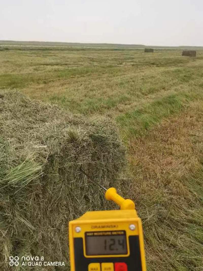 苔草牛羊饲料草天然苔草高蛋白高营养草欢迎联系