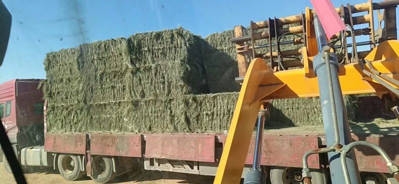 苔草牛羊饲料草天然苔草高蛋白高营养草欢迎联系