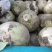 东台大头菜，芥菜头，龙须菜，大量供应，来电优惠！