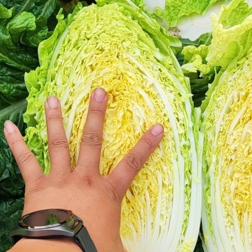 矮脚黄芯白菜