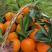 秭归九月红脐橙，当季新果大量上市，果园发货现摘现发