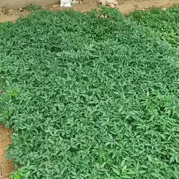 西红柿苗需要的联系了