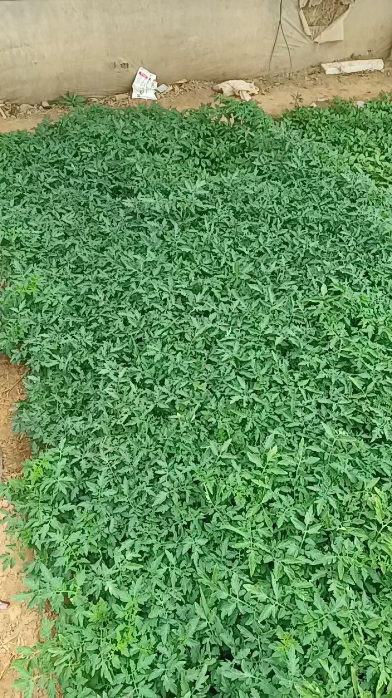 西红柿苗需要的联系了