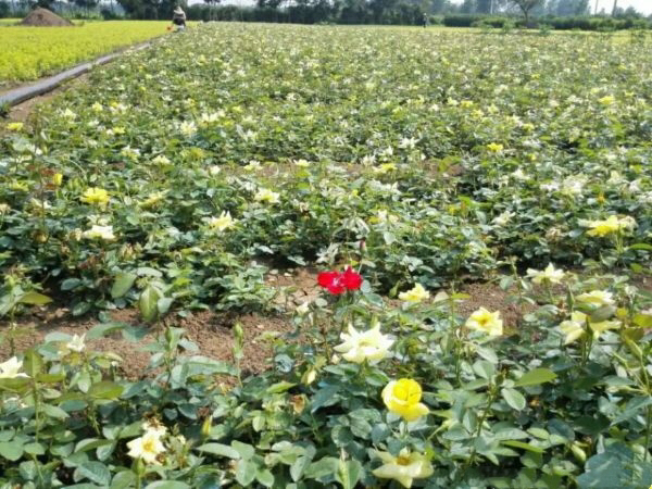 左侧为白色雏菊,右侧为白色波斯菊,两者并排摆放,便于直观对比外观差异 波斯菊与雏菊对比图