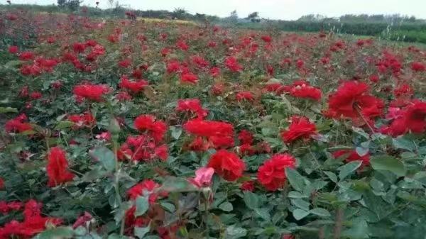 近距离拍摄的‘红双喜’盛开花朵,展示其典型的高芯卷边花型,深红色花瓣外层舒展,内层紧密包裹形成杯状结构,花心微微下凹,露珠点缀在丝绒质感的花瓣表面,背景虚化呈现绿色叶片 ‘红双喜’大花月季花朵特写镜头