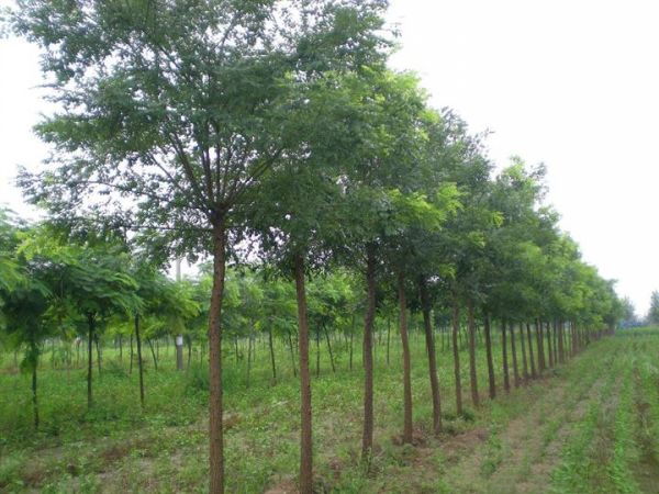 一条宽阔的城市道路两旁整齐排列着高大的国槐行道树,树冠相连形成绿色隧道,阳光从缝隙中洒落,车辆和行人穿梭其间,展现出国槐作为城市绿化主力树种的实际应用场景 城市道路两侧的国槐行道树