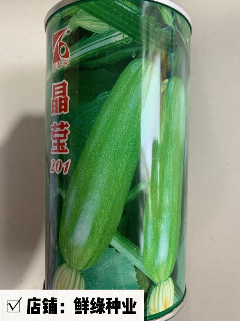 晶莹一号早熟瓜条顺直皮色浅绿座瓜能力优质