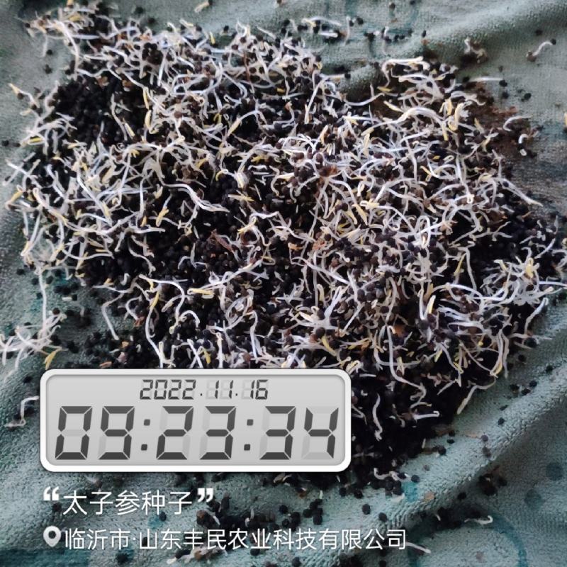 太子参种子