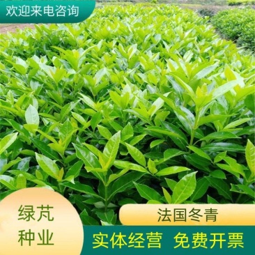 新采法国冬青种子工程绿化园林种植大叶冬青小叶冬青