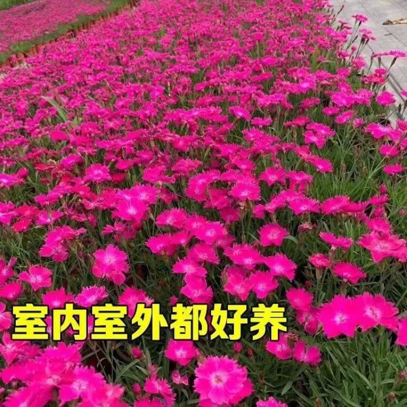 地被石竹规格齐全保质保量诚信商家欢迎咨询