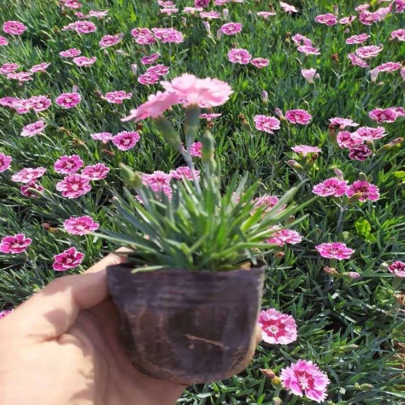 地被石竹规格齐全保质保量诚信商家欢迎咨询