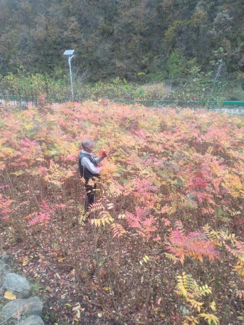 黄连木苗