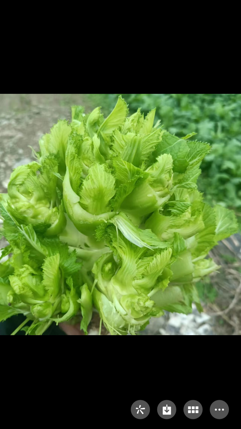 四川绵竹三百多亩儿菜基地已熟了，正等待您的到来。