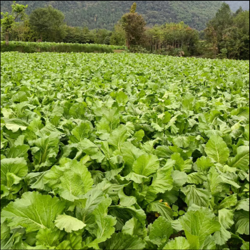 四川绵竹三百多亩儿菜基地已熟了，正等待您的到来。