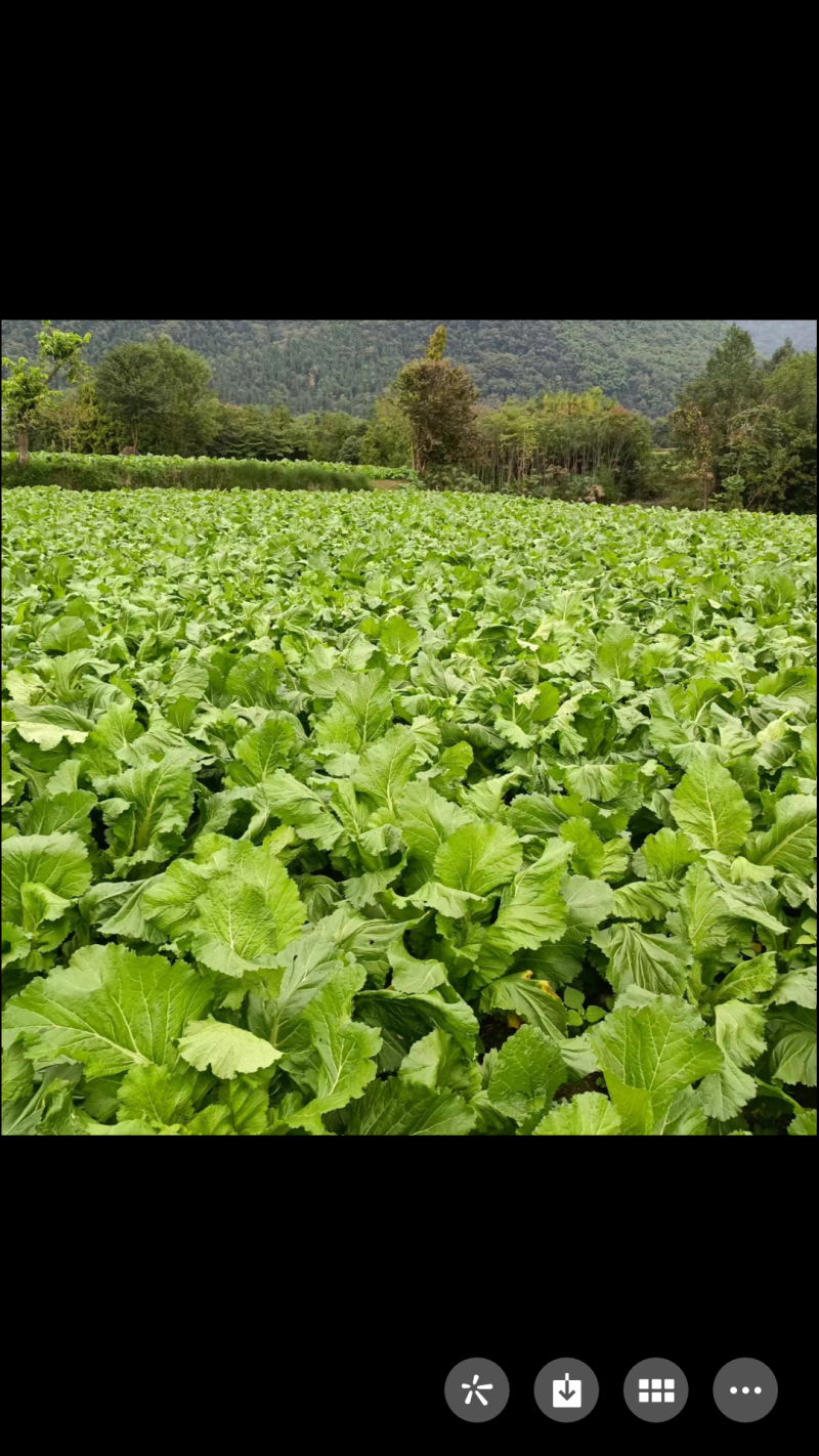 四川绵竹三百多亩儿菜基地已熟了，正等待您的到来。
