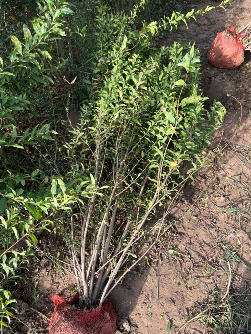 丛生花石榴，规格齐全，欢迎老板前来咨询选购