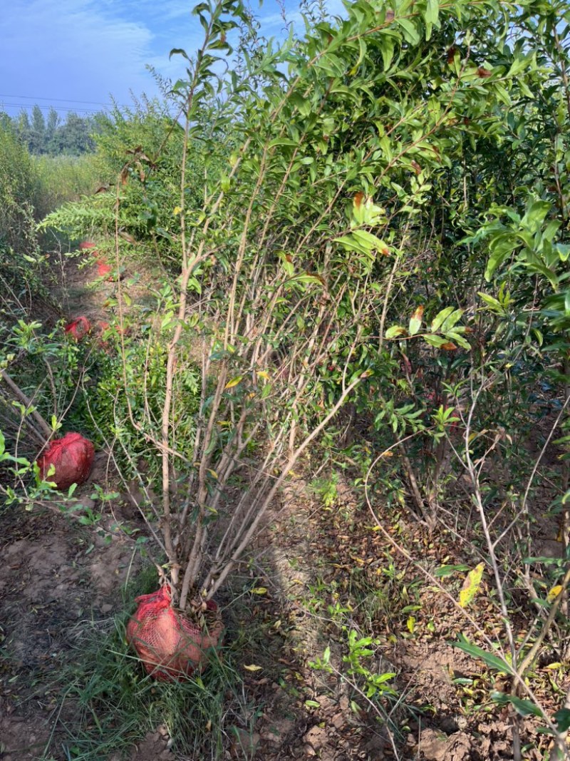 丛生花石榴，规格齐全，欢迎老板前来咨询选购