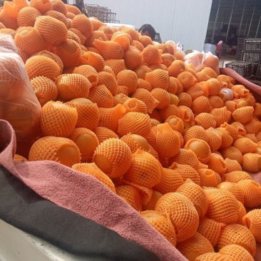 秋月梨高次果，大量现货！