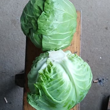 兰州圆包菜大量有货，每天数量无限，质量好，数量有保证