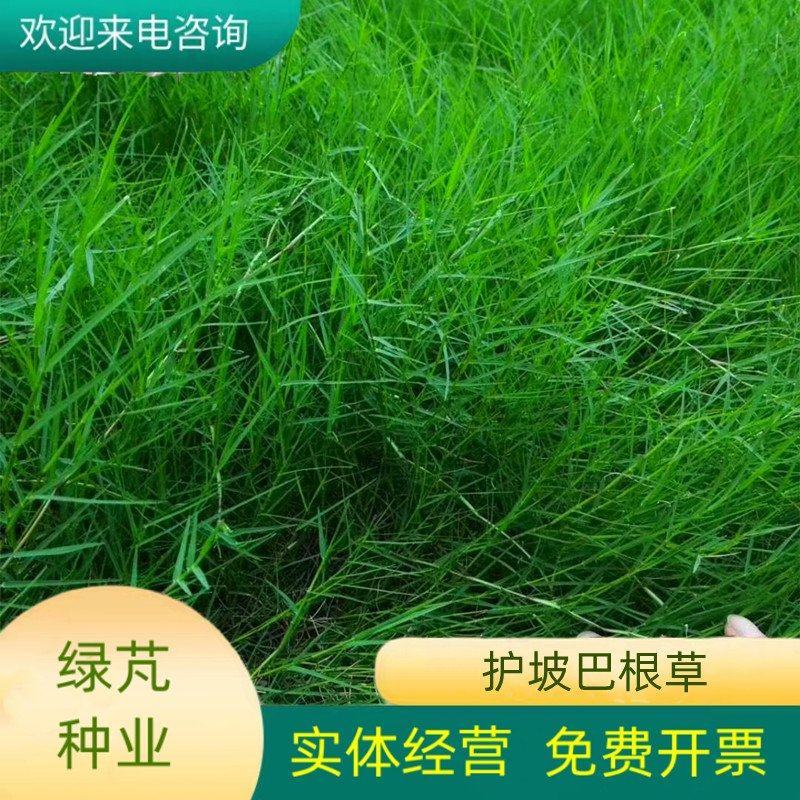 巴根草种子铁线草护坡草籽爬地草绊根草护坡种子防水土流失