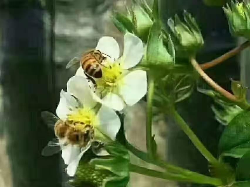 红颜草莓花期蜜蜂授粉现场 红颜草莓花期蜜蜂授粉现场