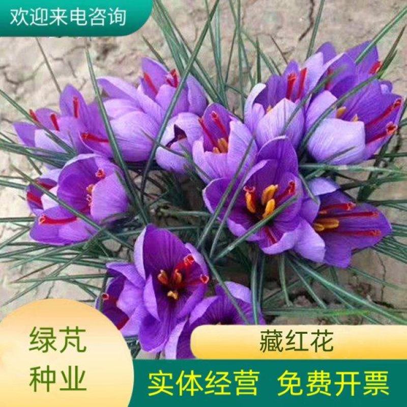 藏红花种球番红种球四季播种耐寒种球欢迎咨询