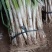 河北章丘大葱精品长白大葱50到70公分