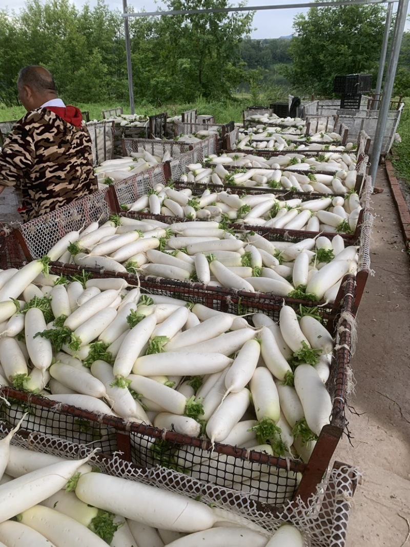 500亩基地精品白萝卜