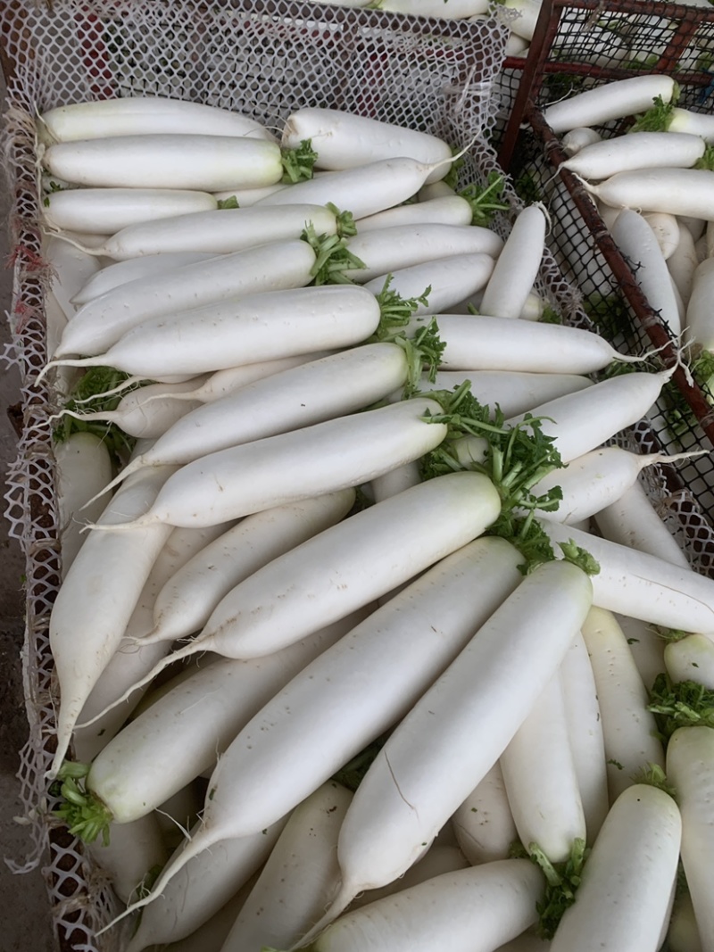 500亩基地精品白萝卜