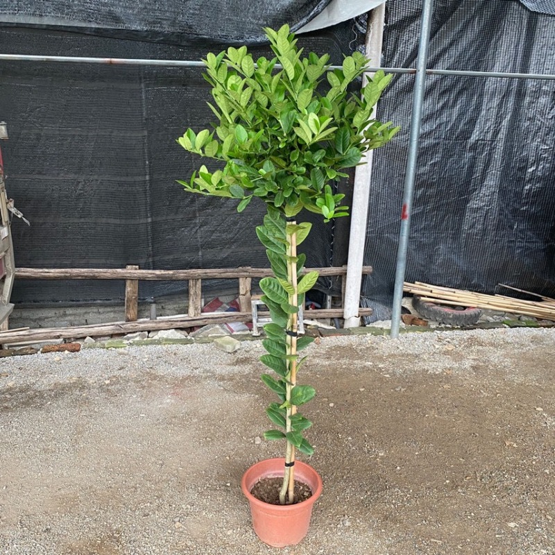 高杆香水柠檬树苗四季当年结果棒棒糖状柠檬大苗果树盆栽地栽