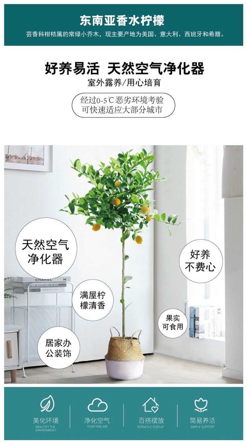 高杆香水柠檬树苗四季当年结果棒棒糖状柠檬大苗果树盆栽地栽