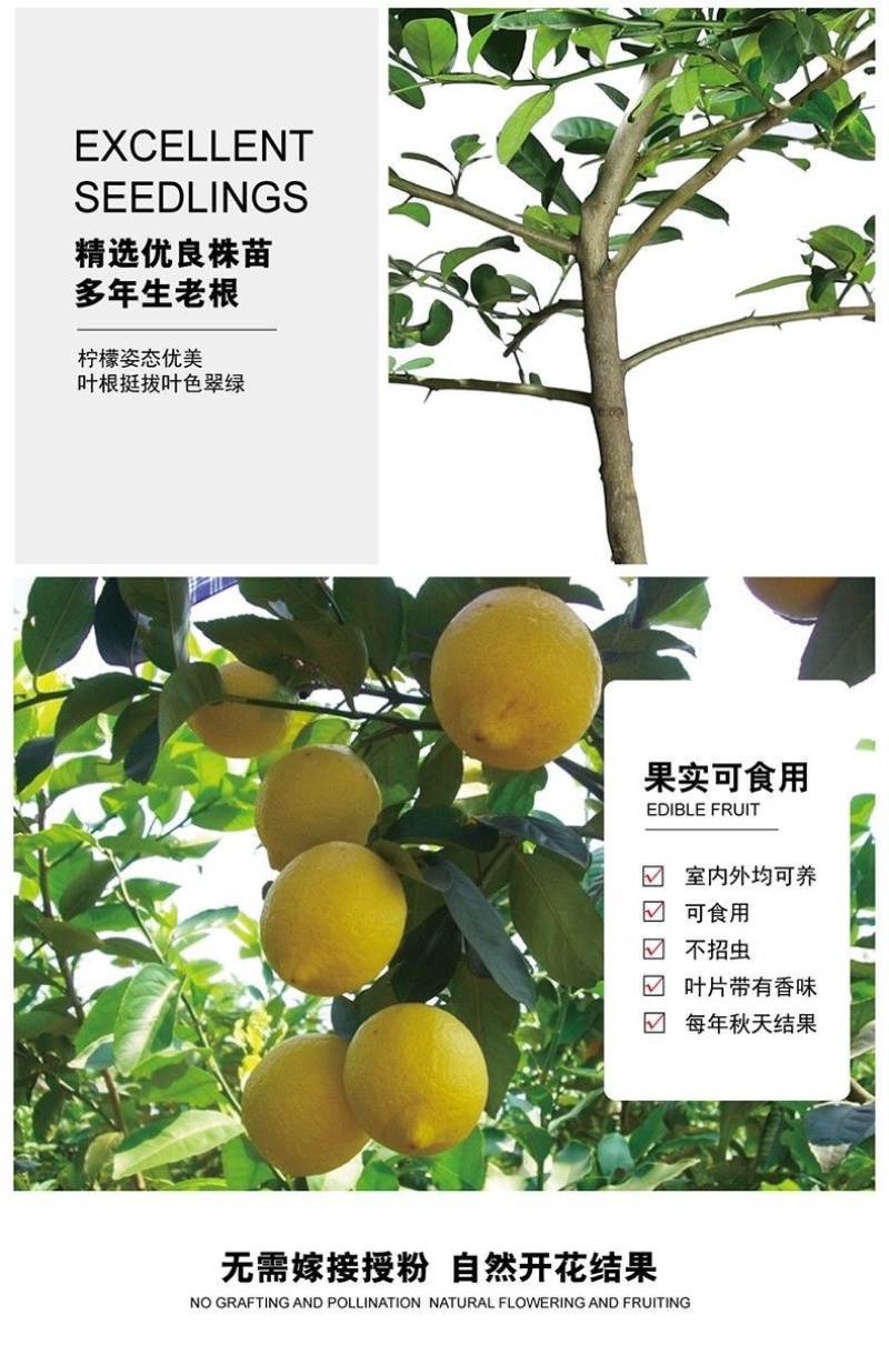 高杆香水柠檬树苗四季当年结果棒棒糖状柠檬大苗果树盆栽地栽