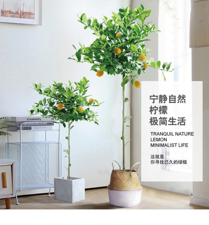 高杆香水柠檬树苗四季当年结果棒棒糖状柠檬大苗果树盆栽地栽