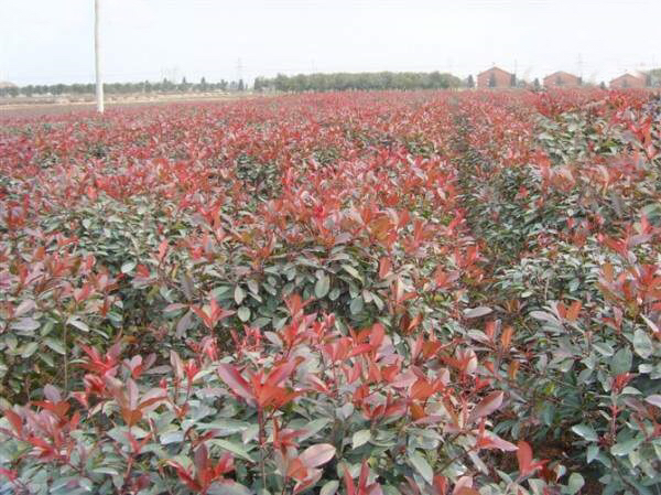 一条现代化城市道路两侧整齐列植的红叶石楠毛柱,植株高度约2.5米,新叶呈鲜红色,整体形成一条红色景观走廊,背景为城市建筑群,体现其在市政绿化中的应用价值 红叶石楠毛柱在城市道路绿化中的实际应用效果