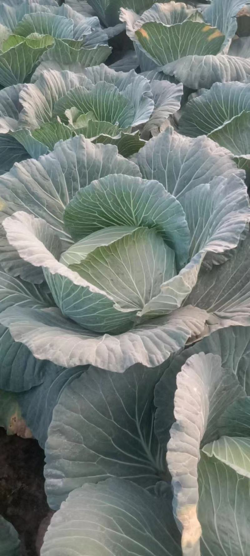 莲花白四川白菜一手货源视频看货品质保证以质论价