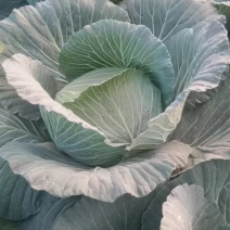 莲花白四川白菜一手货源视频看货品质保证以质论价