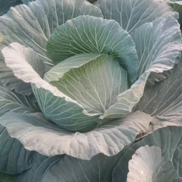 莲花白四川白菜一手货源视频看货品质保证以质论价