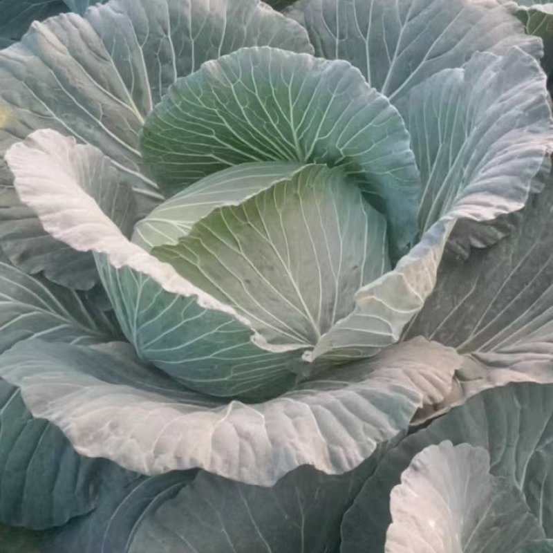 莲花白四川白菜一手货源视频看货品质保证以质论价