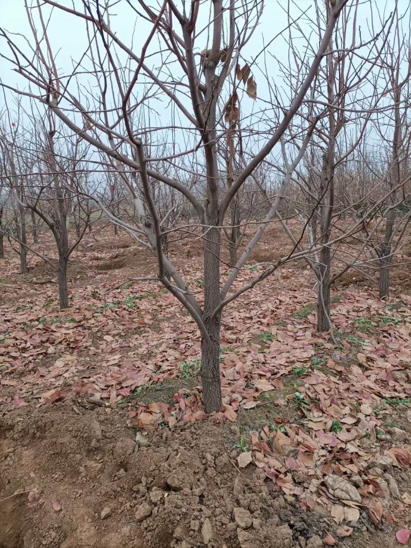 柿子树火葫芦阳丰甜柿牛心柿品种齐全规格齐全