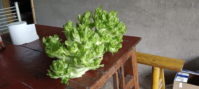 精品儿菜大量上市欢迎致电